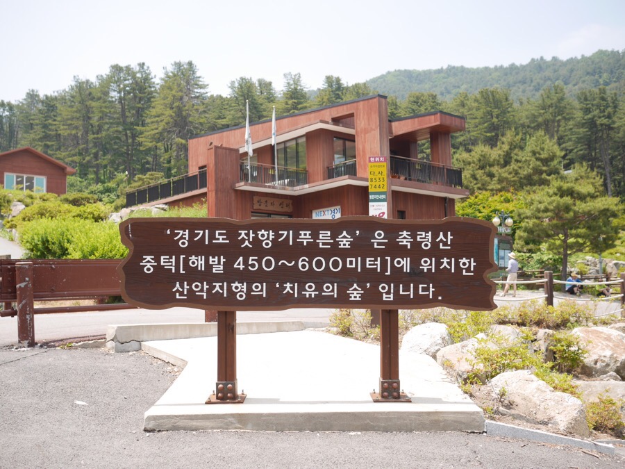 잣나무 숲 이미지