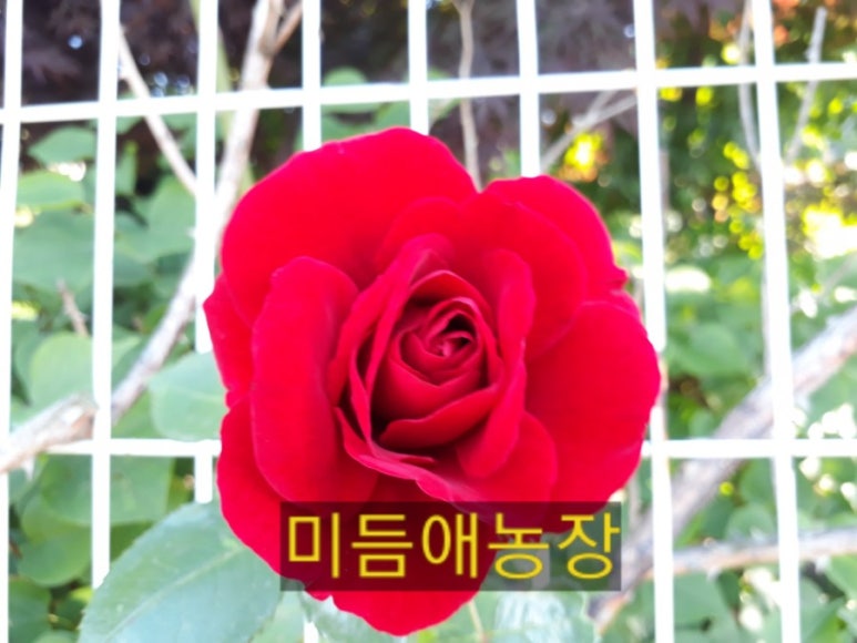미듬애농장 이미지