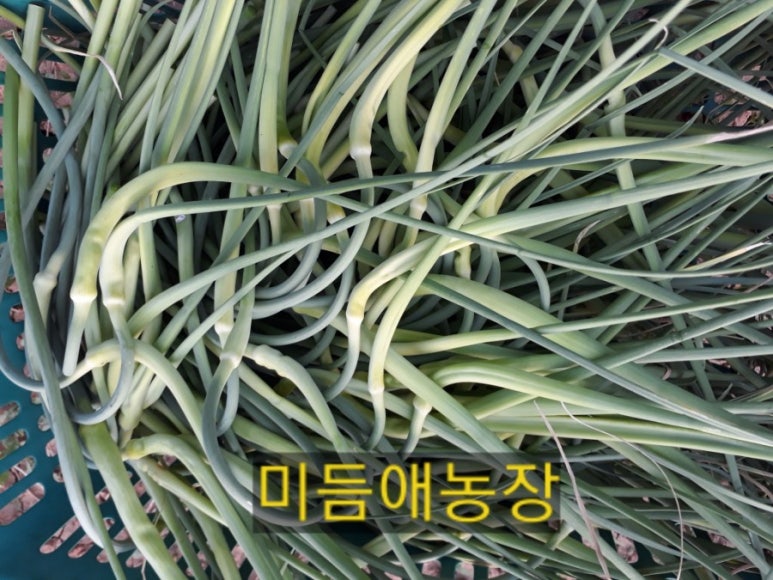 미듬애농장 이미지