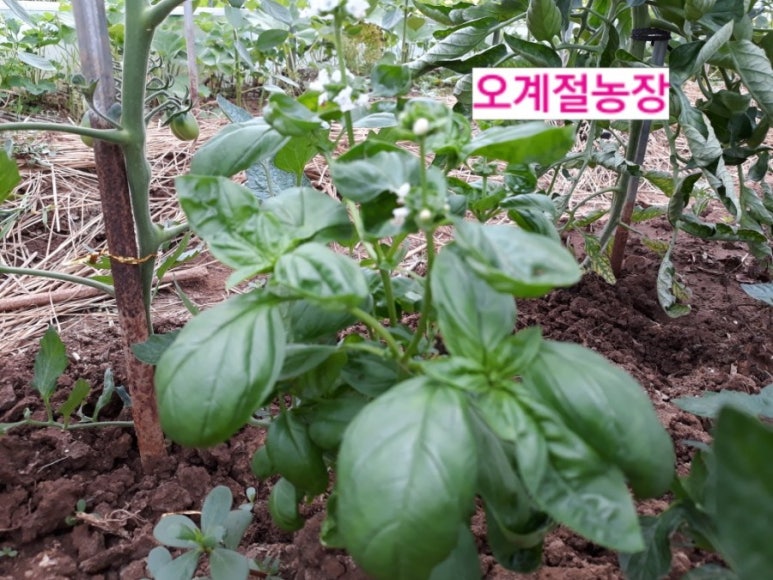 남영농원 이미지