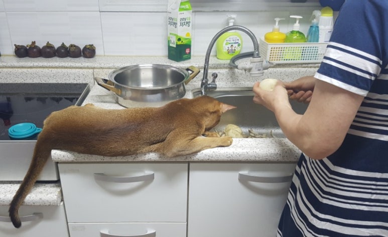 토군 이미지