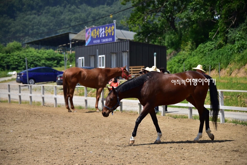 세종시장군승마장 이미지