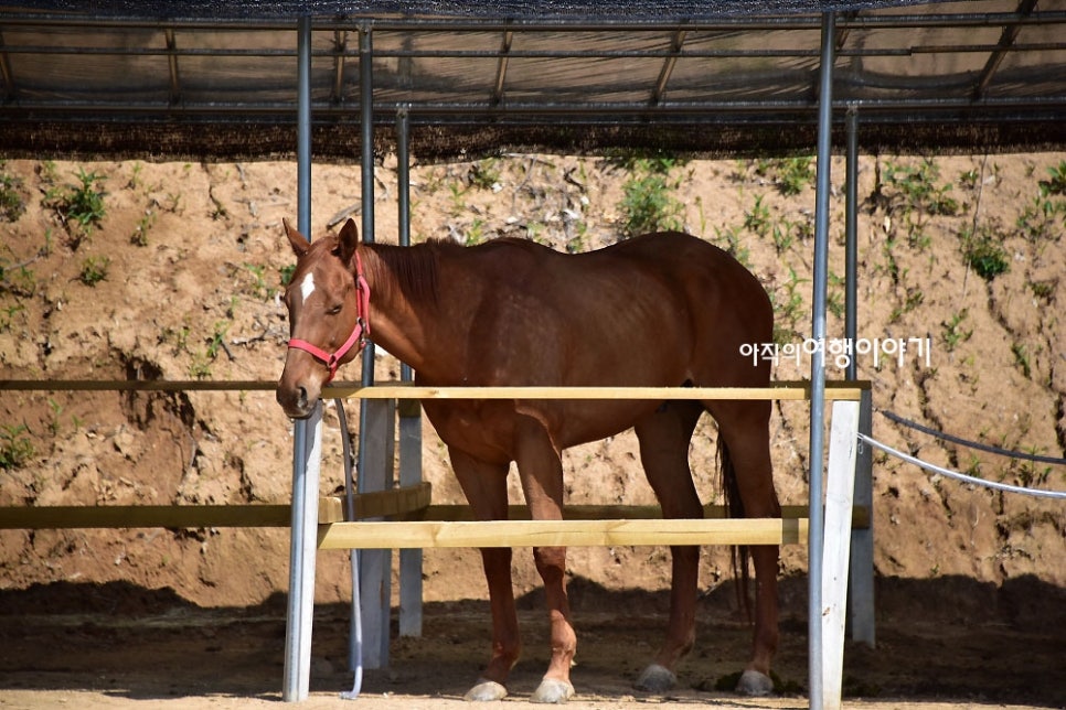세종시장군승마장 이미지