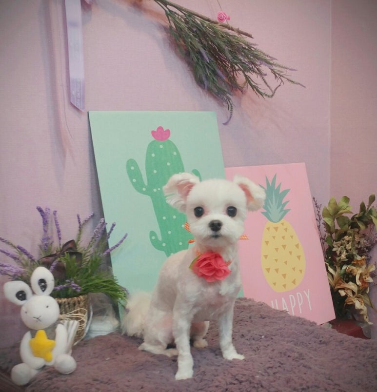 담비살롱 이미지