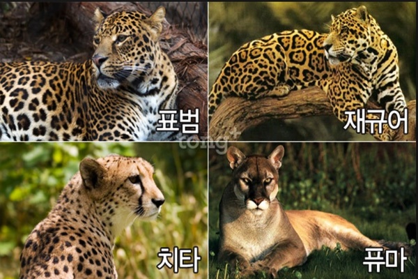 표범 이미지
