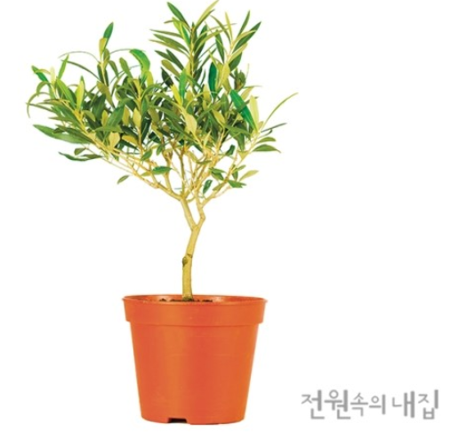 올리브나무 이미지