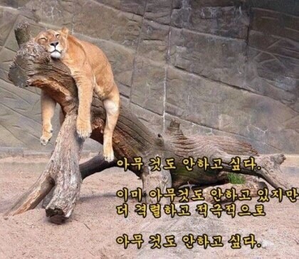 크로스핏디짐 이미지