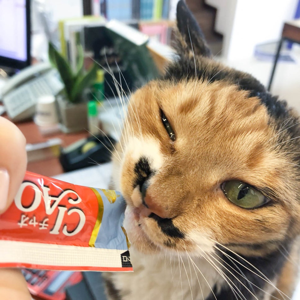 디북스 이미지