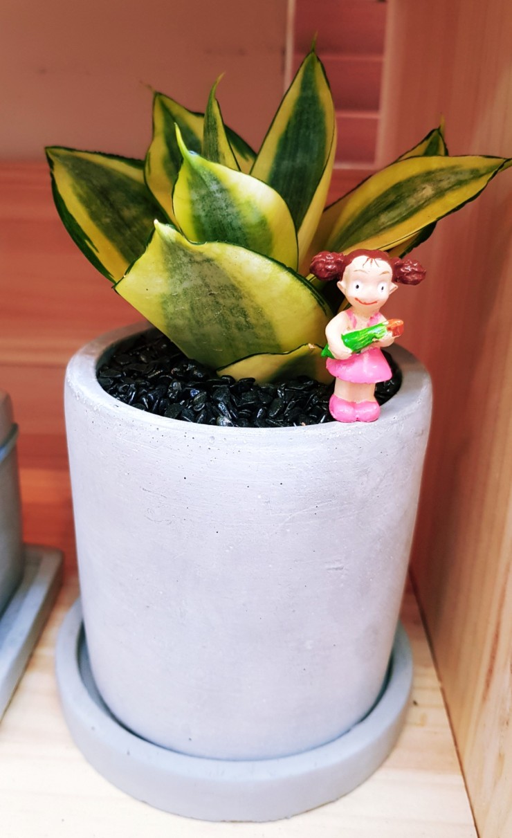 꽃방해바라기 이미지