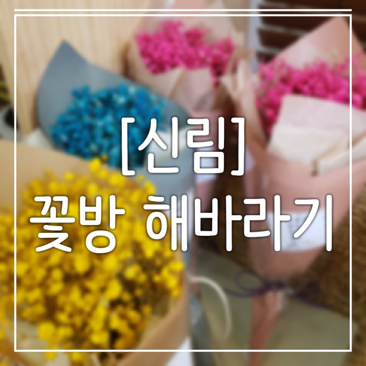 꽃방해바라기 이미지