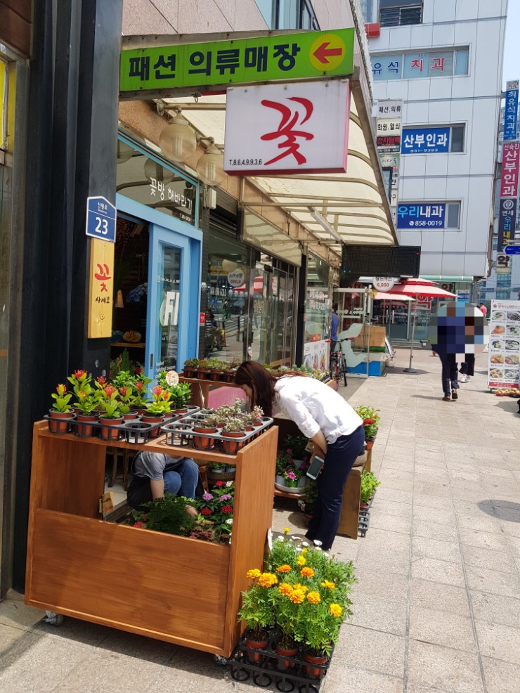 꽃방해바라기 이미지