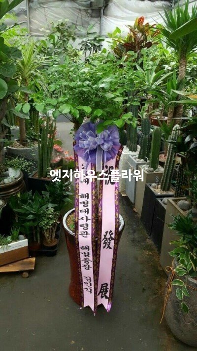 해피트리 이미지
