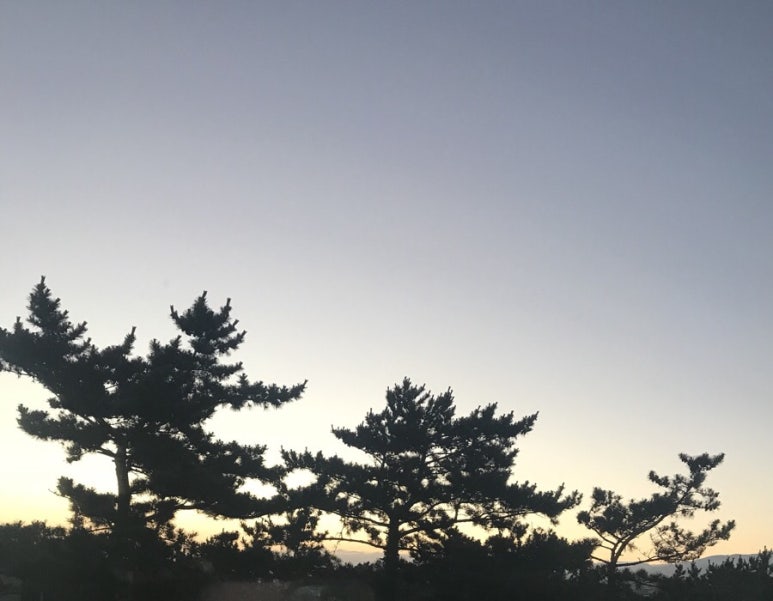 제주위딤 이미지