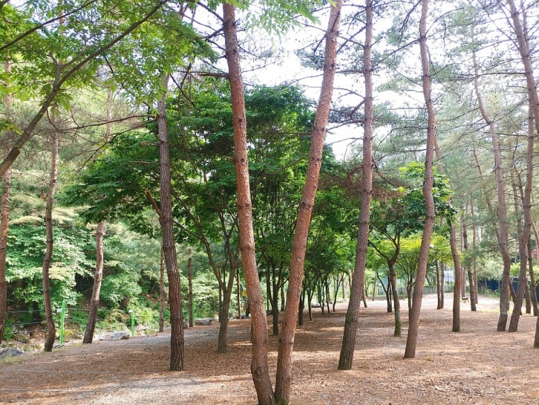 도원패밀리캠핑장 이미지