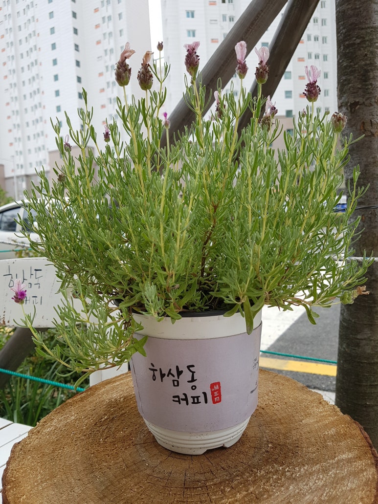 하삼동커피 명지협성휴포레점 이미지