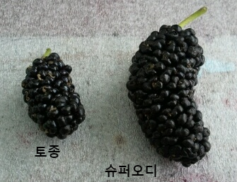 황토뽕 농장 이미지