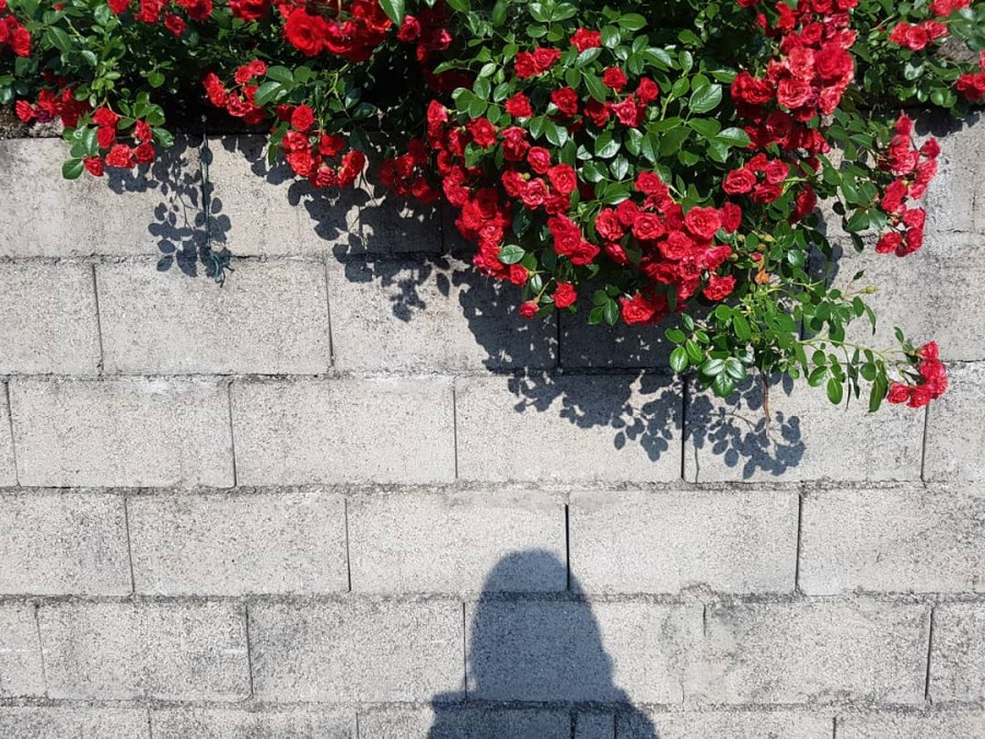 어:여쁘다 이미지