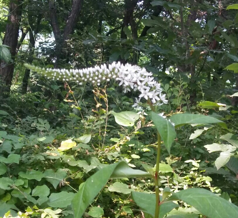 응;꽃 이미지