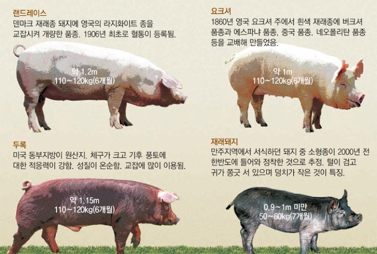 분홍돼지 이미지