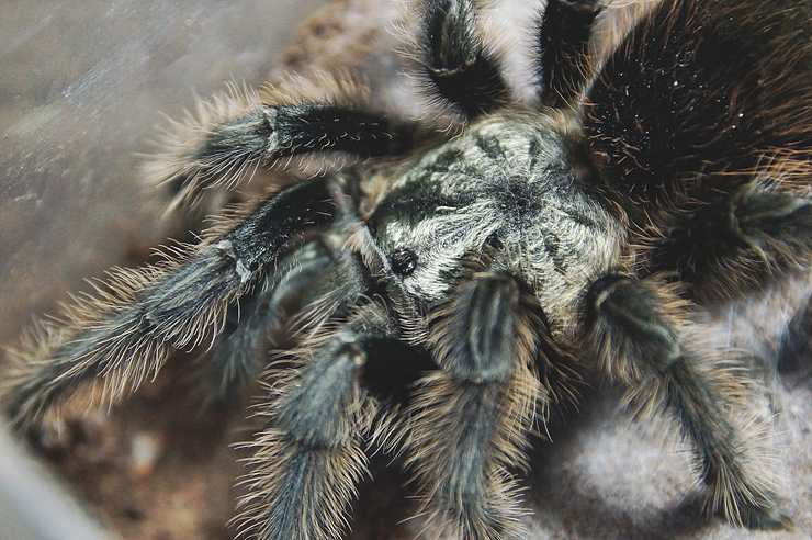 취미생활, 타란튤라 '그람솔라 그로사(Grammostola grossa)' / Sony_A57K_1770 + Photoshop ...