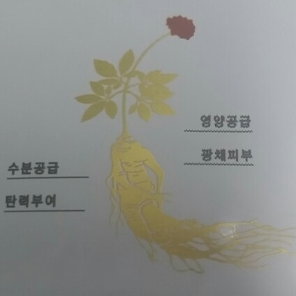 파낙스진생 이미지