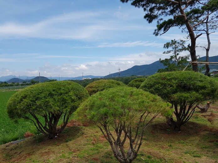 보림조경 이미지