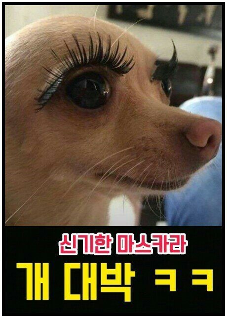 디디케이 이미지