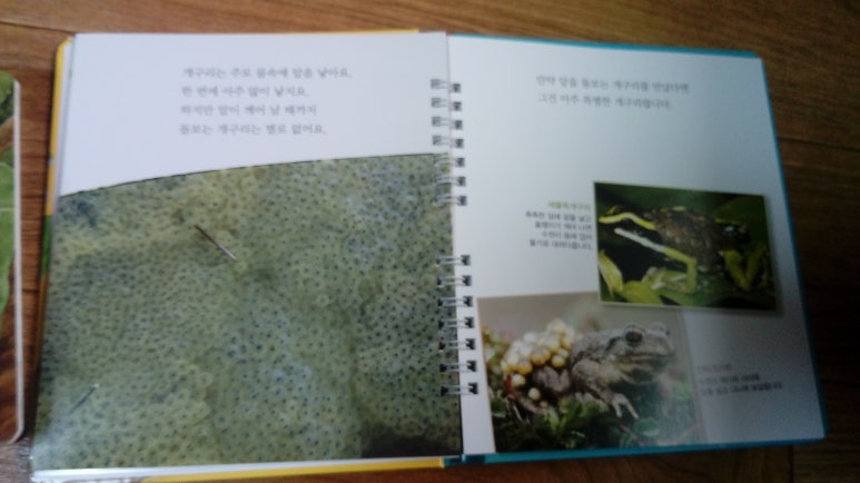 개구리노래클럽 이미지