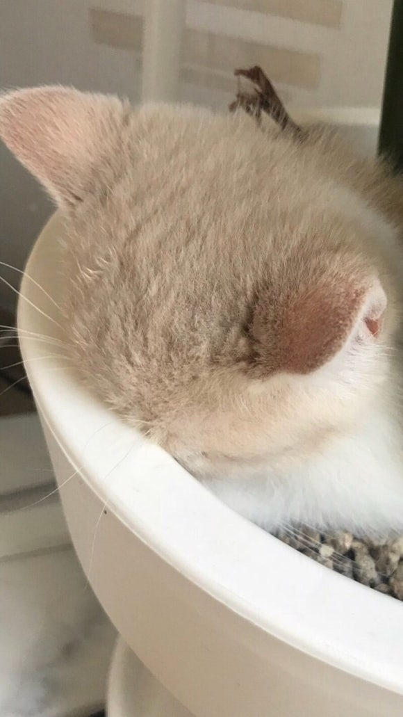 족발의온도 이미지