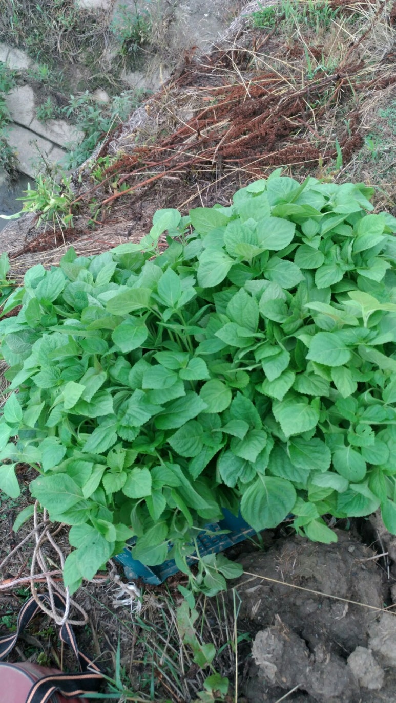 복동농장 이미지