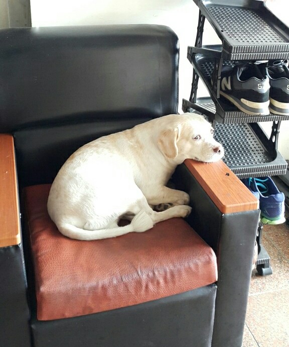 지오버거 이미지