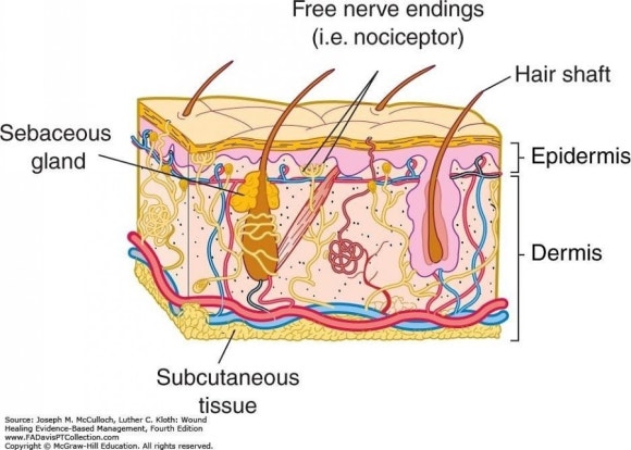 메디루스 이미지