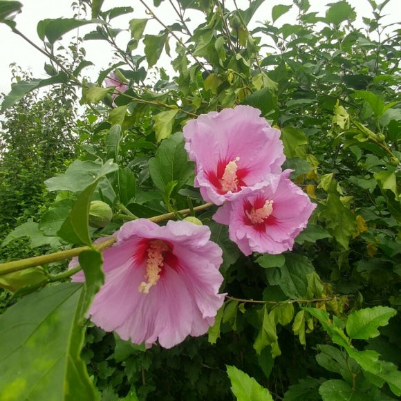 세종약초원 이미지