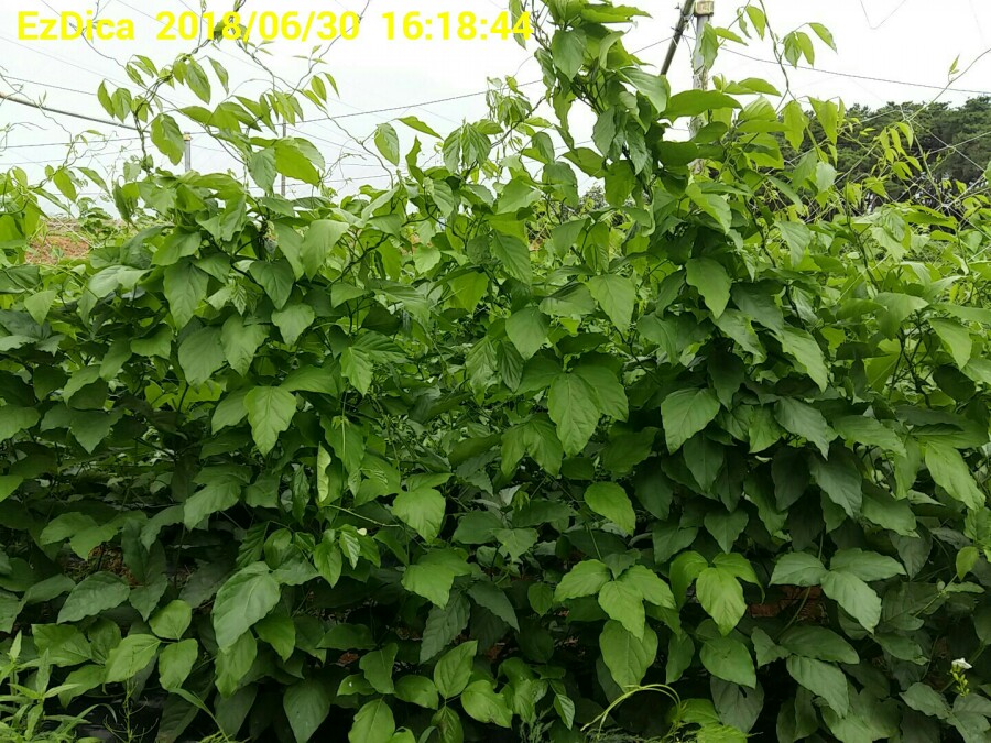 분홍염소체험교육농장 이미지
