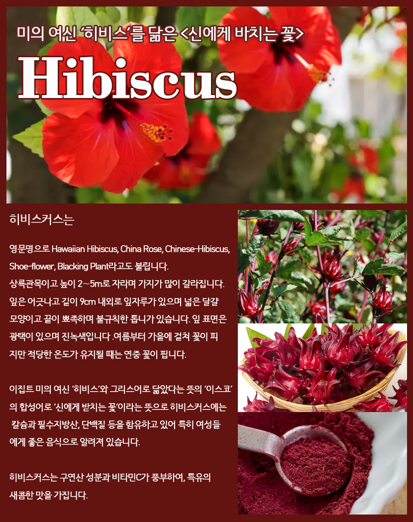 히비스 이미지