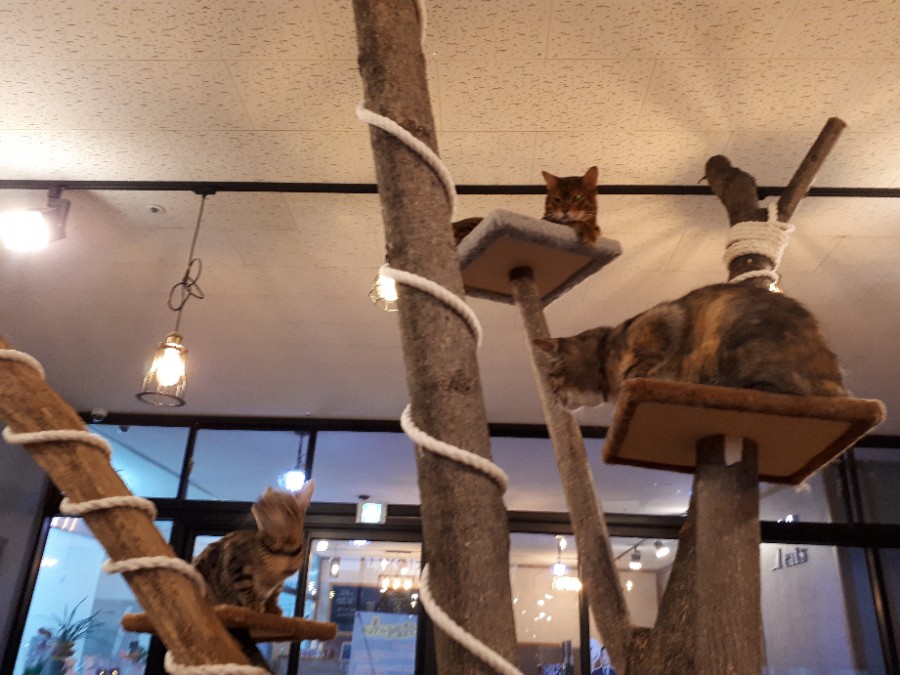 삼층고양이 이미지