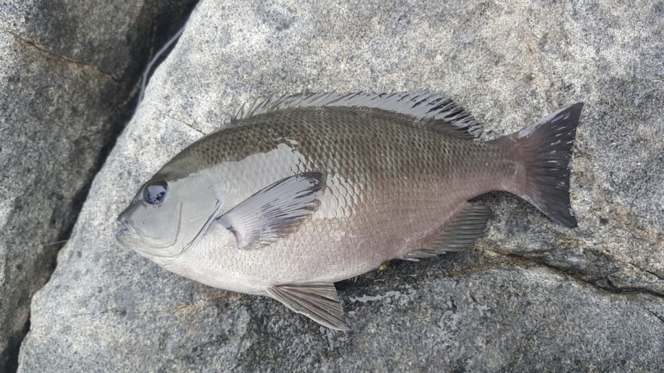 중앙낚시 이미지