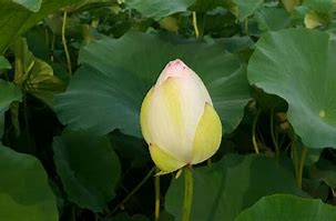백화원 이미지