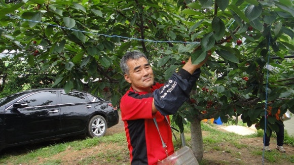 체리사랑농원 이미지