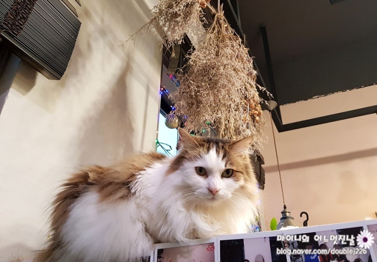 다담다 이미지