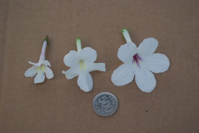 스트렙토카르푸스 흰색은(Streptocarpus white) : 네이버 블로그