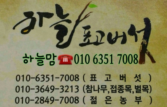 하늘표고버섯 이미지