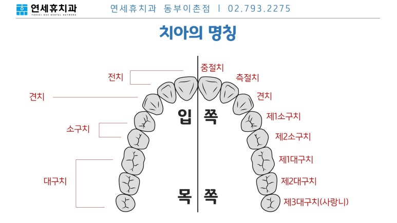 치식/치아이름/치과용어/치아번호 무슨말인지 모르신다면 | 이촌역치과 : 네이버 블로그