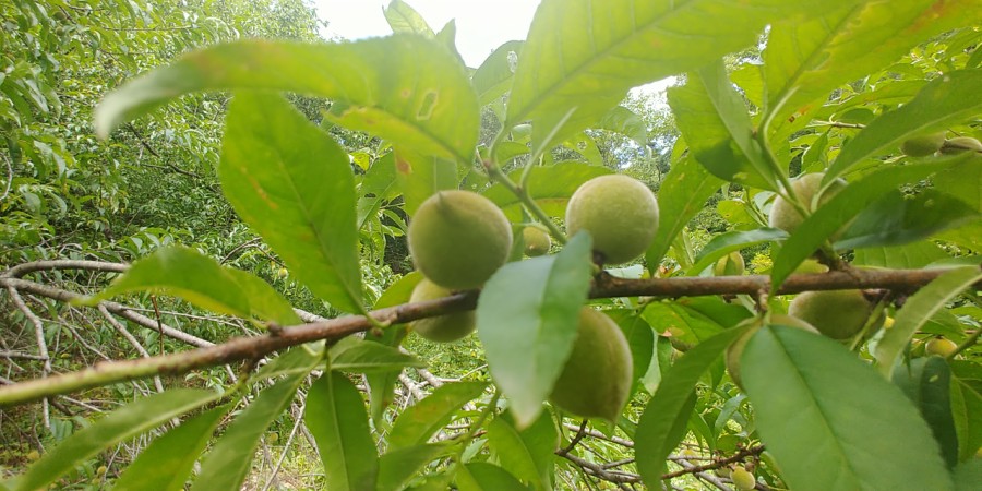 진산원 이미지