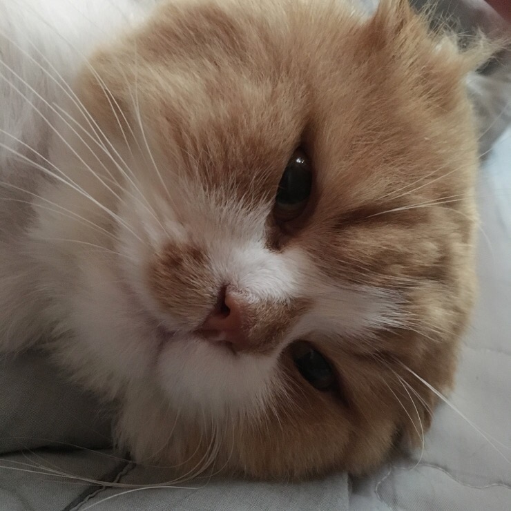차박사얼큰이불닭 이미지