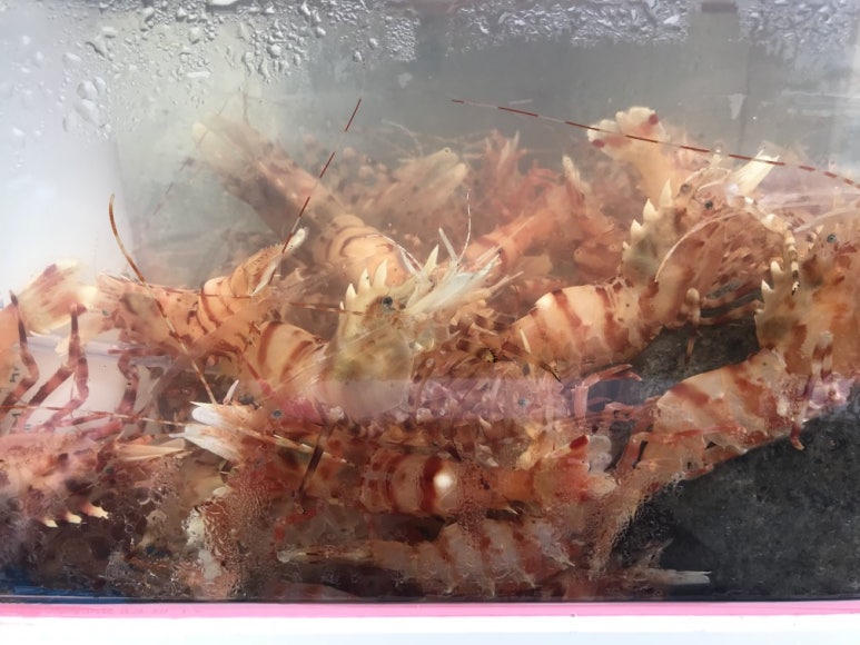 오찬만찬밥상 이미지