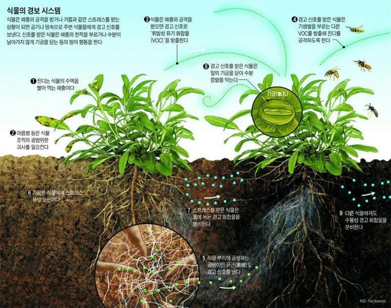 식물들의 소통 이미지