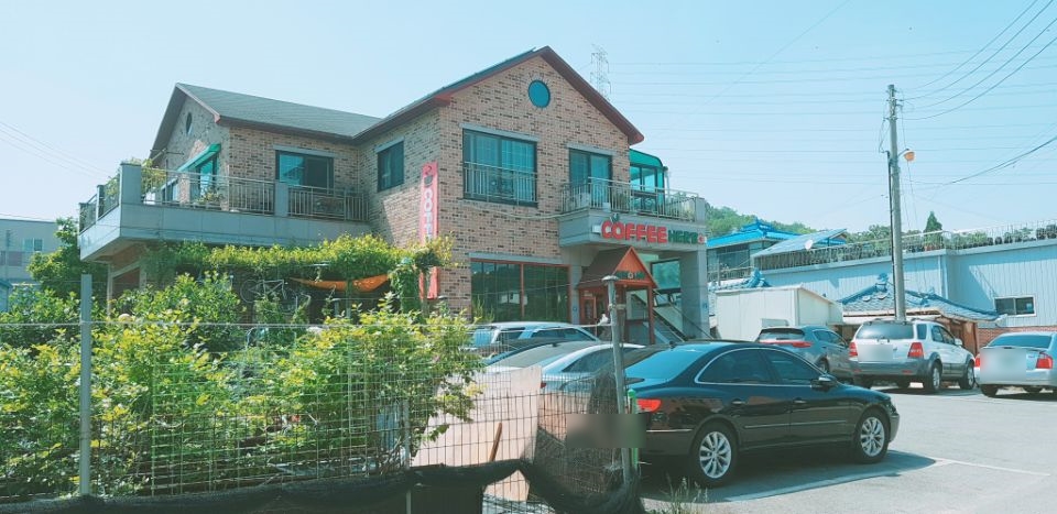 커피허브나무 이미지