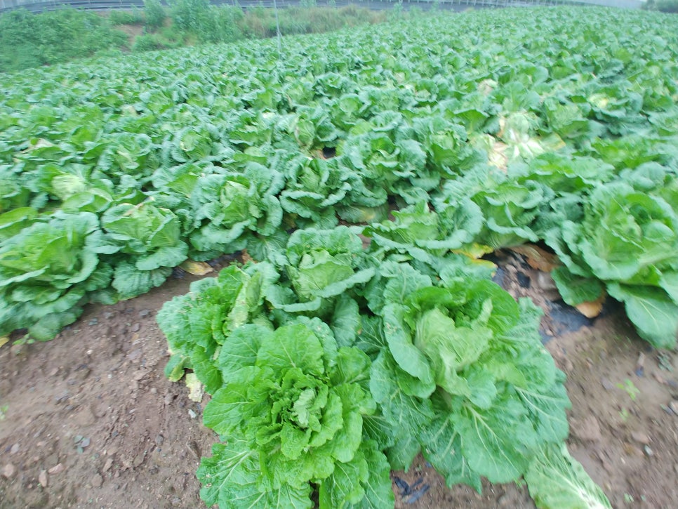 구천동한과 이미지