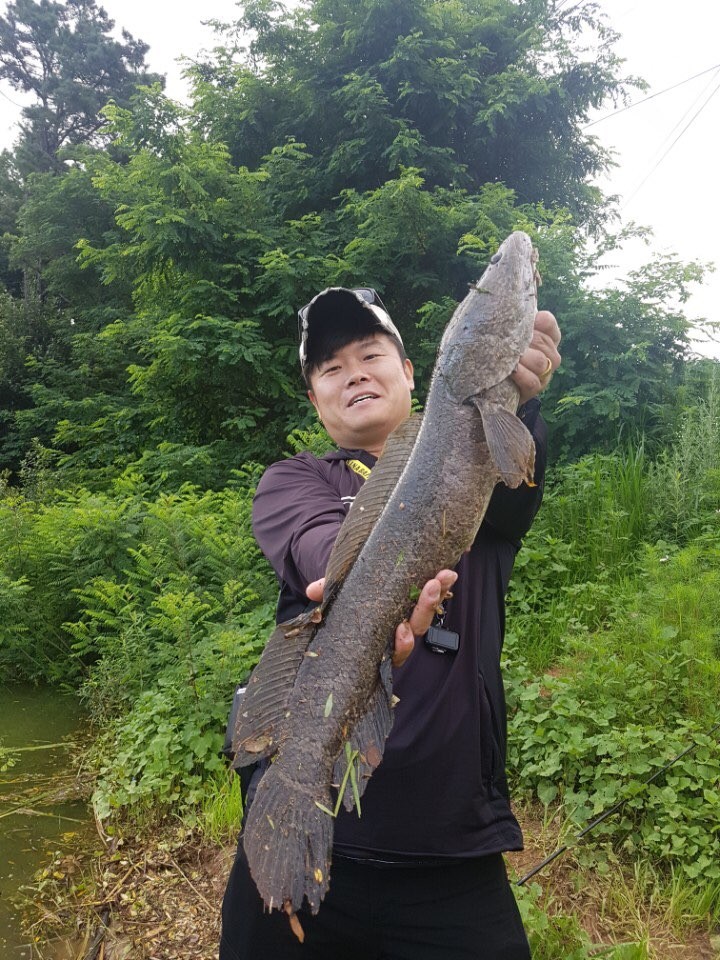 국선조구 이미지